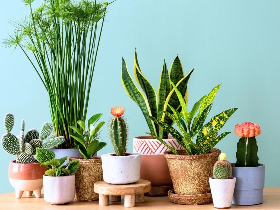 Grande Vente de Plantes - Paris 5